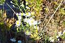 Mountain Flowers