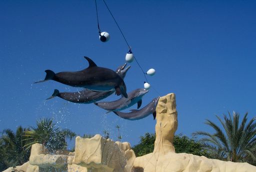 Loro Park, Dophin Show