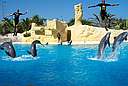 Loro Park, Dophin Show