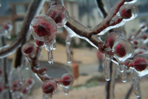 Ice sculpture