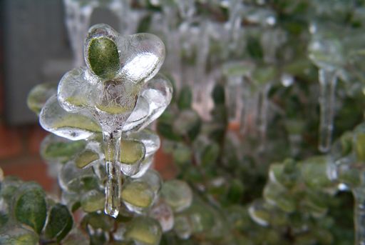 Ice sculpture