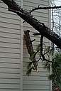 A tree snapped in a yard across the street and a large portion of the trunk logged itself into the side of a house (not ours).